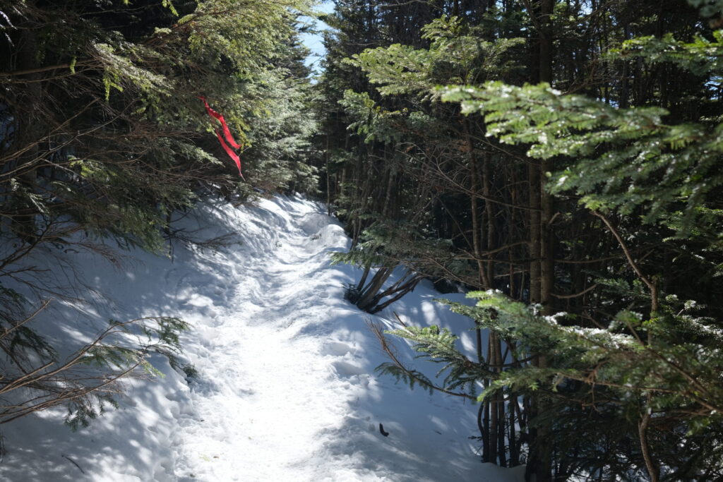 The forest on the Middle Course on Mt. Tanigawa