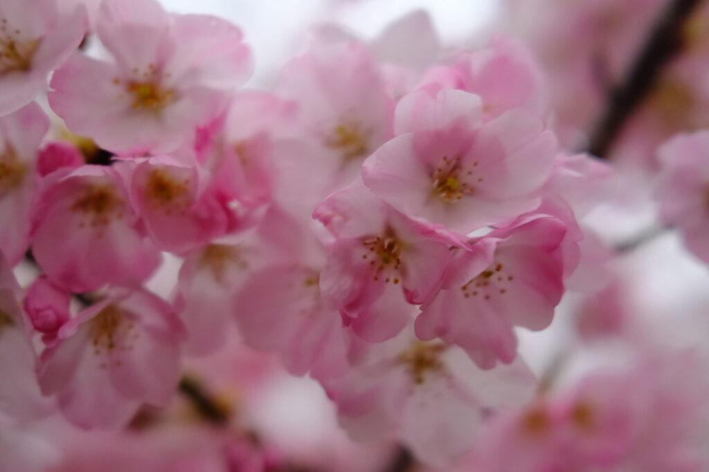 大倉バス亭の桜