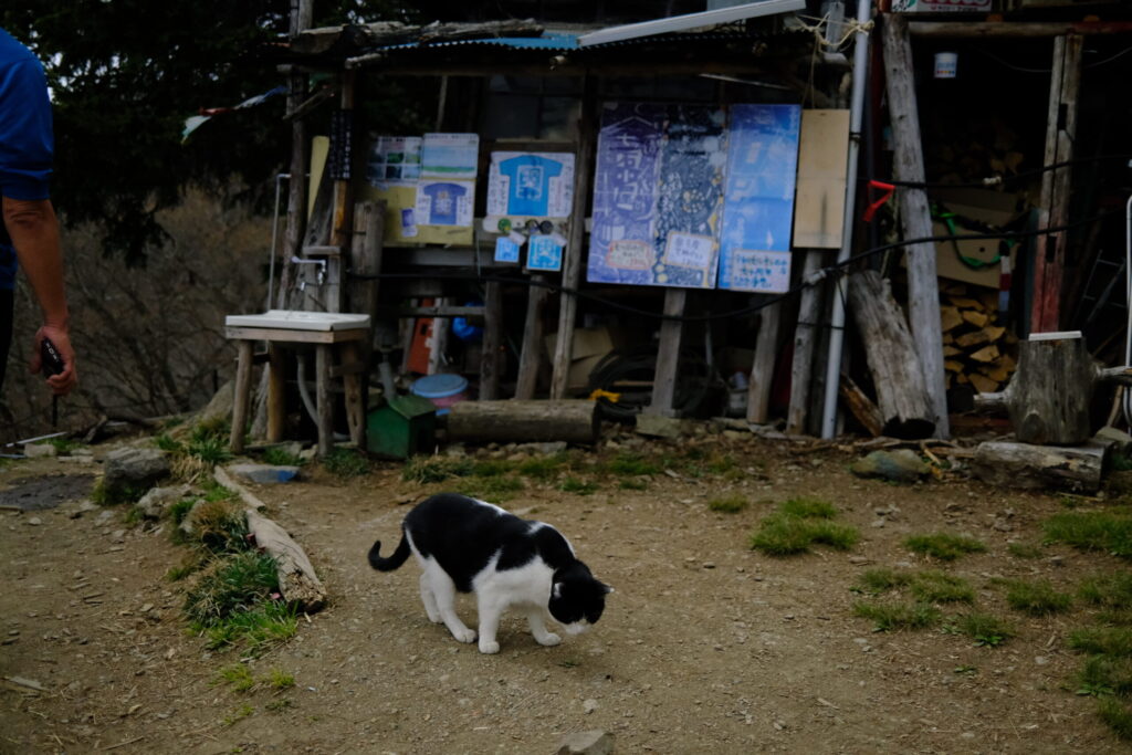 七ツ石小屋の管理人。猫様。