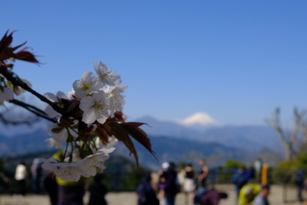 高尾山山頂に咲く桜と富士山