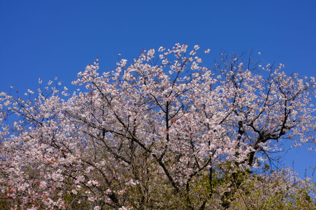小仏城山までは桜が満開