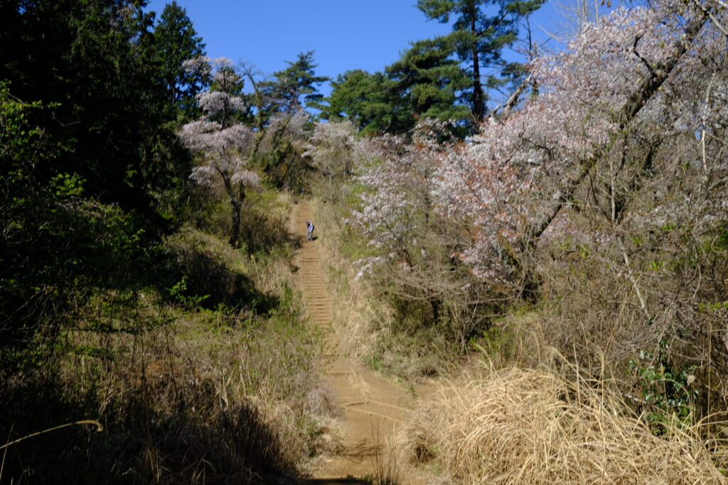 桜の中を歩く。