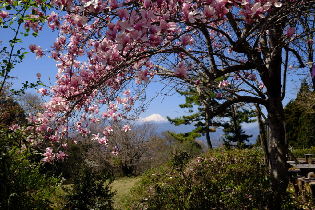 花が咲き誇る小仏城山山頂