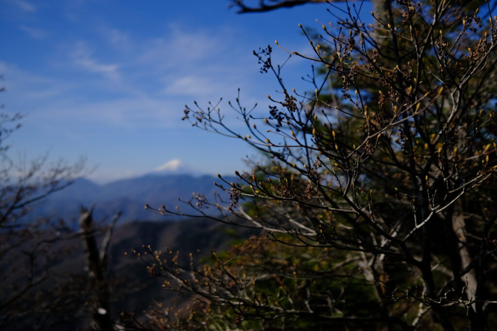 木の蕾と、富士山が美しい。
