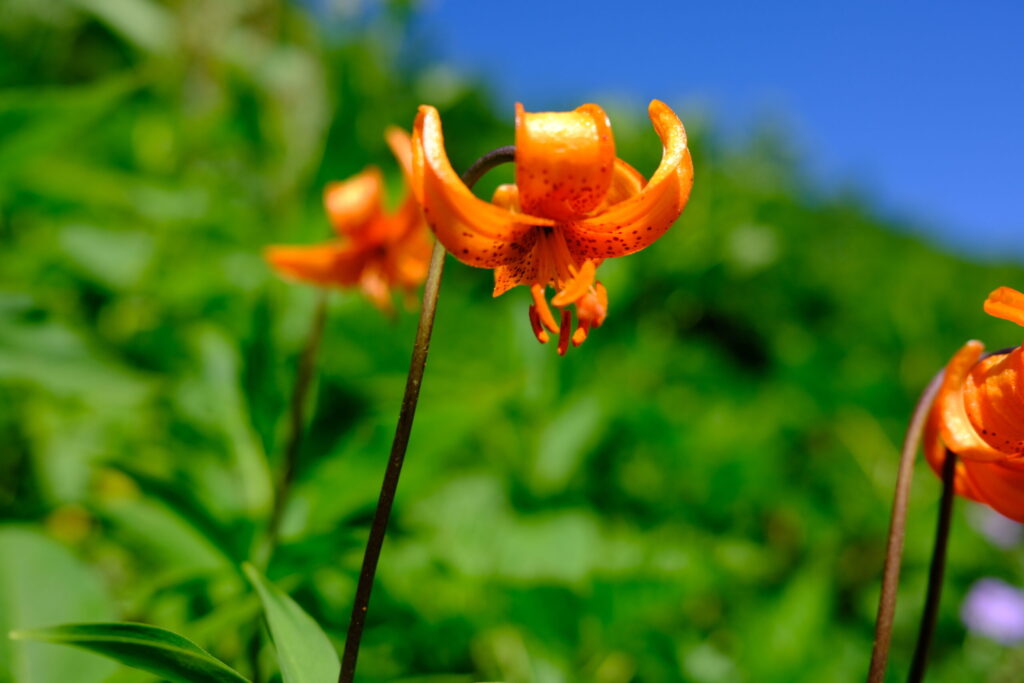 花を楽しみながら、単独の山行を楽しむ