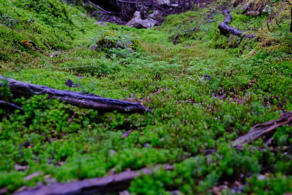 雌阿寒岳は苔の美しい山。