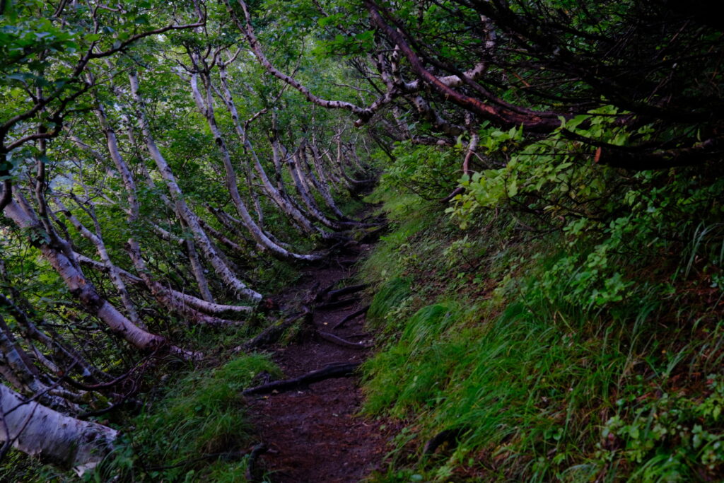 白樺のアーチ。独特の植生を見せる羅臼岳。