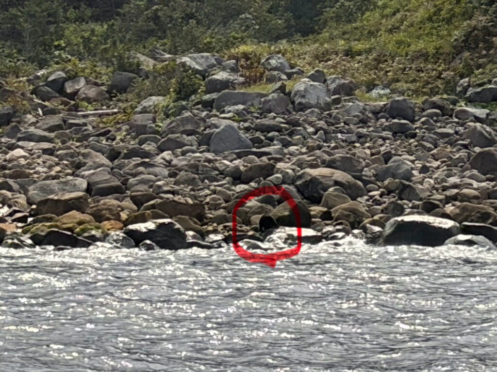 クマの正解はこちら