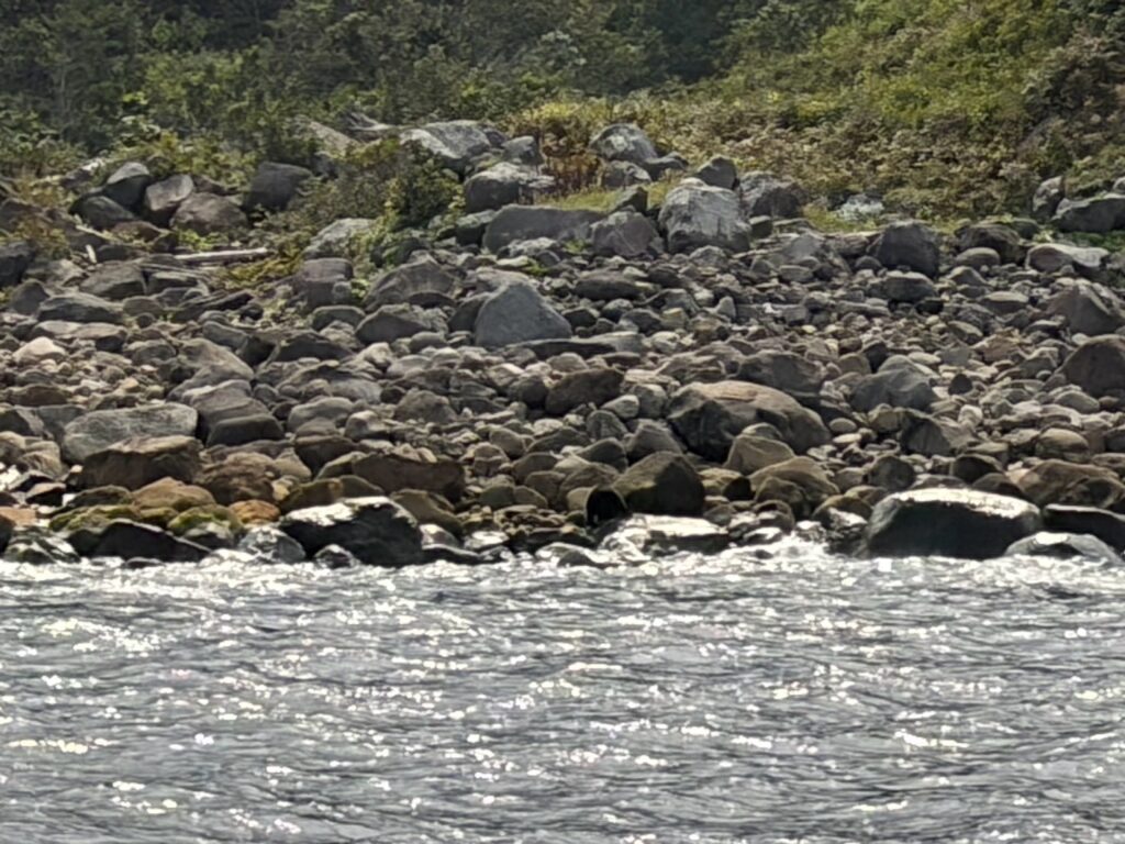 この写真の中にクマいます。
